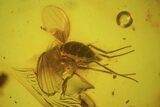 Detailed Fossil Fly (Diptera) In Baltic Amber #84583-1